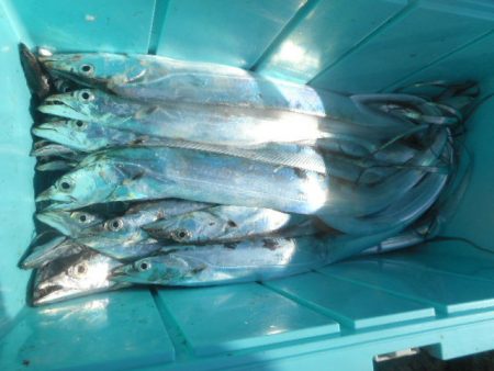 大進丸（愛知） 釣果