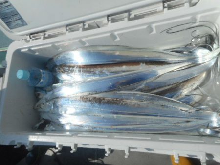 大進丸（愛知） 釣果