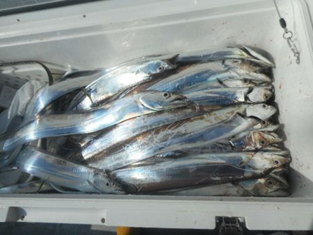 大進丸（愛知） 釣果