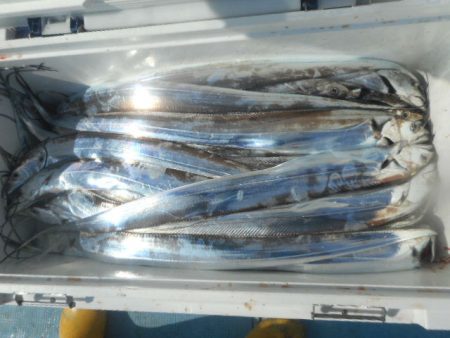 大進丸（愛知） 釣果