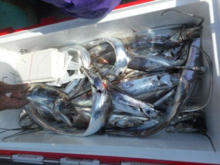 大進丸（愛知） 釣果