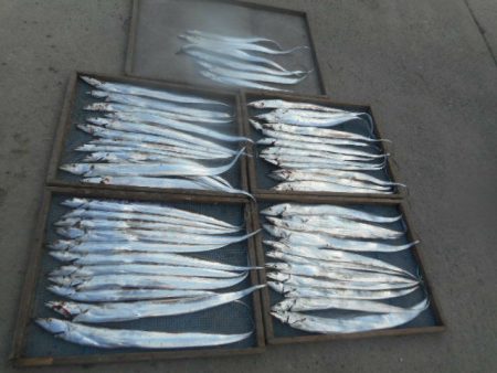 大進丸（愛知） 釣果