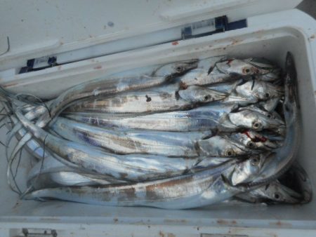 大進丸（愛知） 釣果