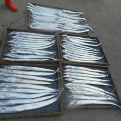 大進丸（愛知） 釣果