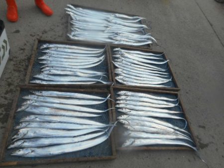 大進丸（愛知） 釣果