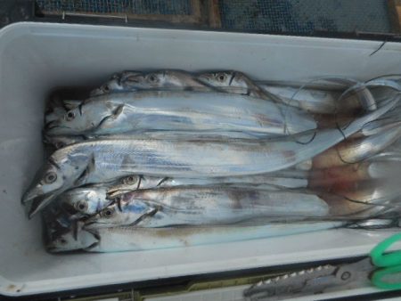 大進丸（愛知） 釣果