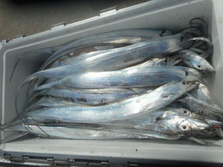 大進丸（愛知） 釣果