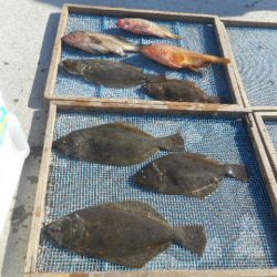 大進丸（愛知） 釣果