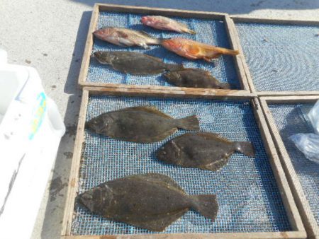 大進丸（愛知） 釣果