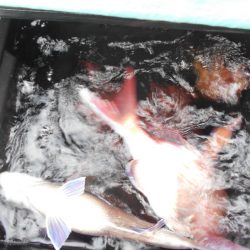 大進丸（愛知） 釣果