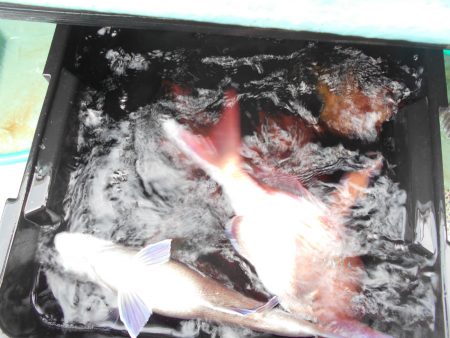 大進丸（愛知） 釣果