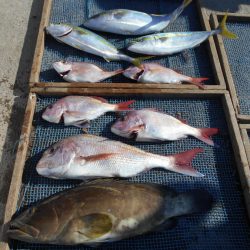 大進丸（愛知） 釣果