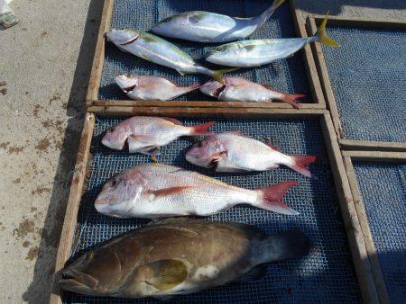 大進丸（愛知） 釣果