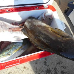 大進丸（愛知） 釣果