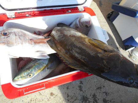 大進丸（愛知） 釣果