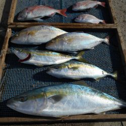 大進丸（愛知） 釣果