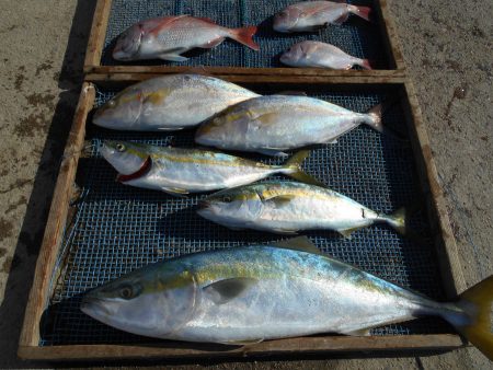 大進丸（愛知） 釣果