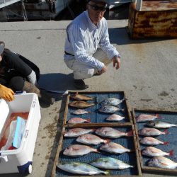 大進丸（愛知） 釣果