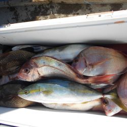 大進丸（愛知） 釣果