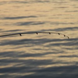 Fisherman Dreams DI 釣果