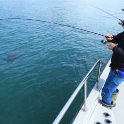 Fisherman Dreams DI 釣果