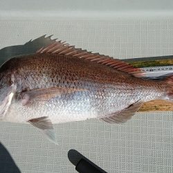 フィッシングボートACE(エース) 釣果