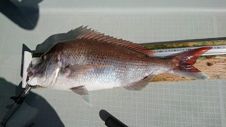 フィッシングボートACE(エース) 釣果