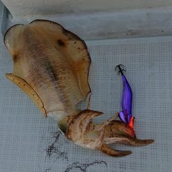 フィッシングボートACE（エース） 釣果