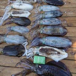 フィッシングボートACE（エース） 釣果