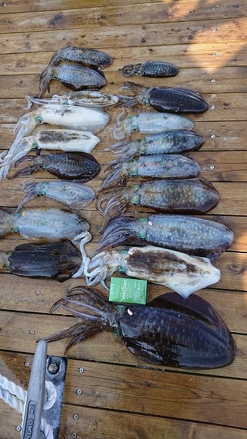 フィッシングボートACE（エース） 釣果