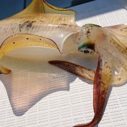 フィッシングボートACE(エース) 釣果