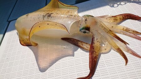 フィッシングボートACE(エース) 釣果