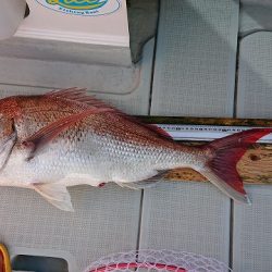 フィッシングボートACE(エース) 釣果