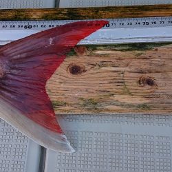 フィッシングボートACE(エース) 釣果