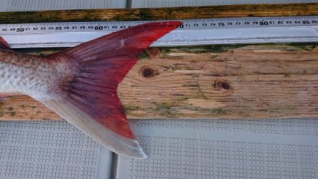 フィッシングボートACE(エース) 釣果