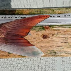 フィッシングボートACE(エース) 釣果