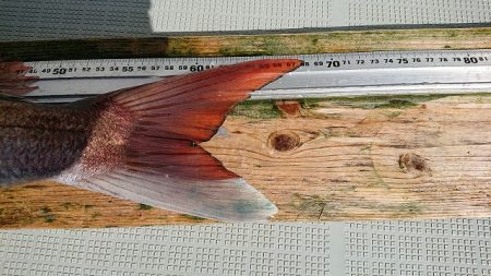 フィッシングボートACE(エース) 釣果