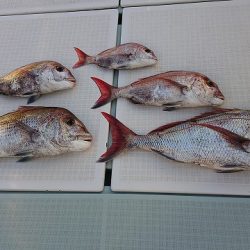 フィッシングボートACE(エース) 釣果