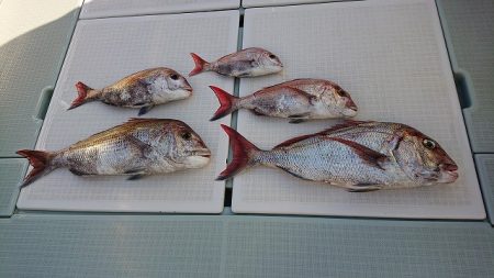 フィッシングボートACE(エース) 釣果