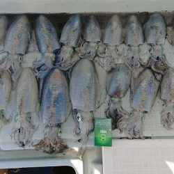 フィッシングボートACE(エース) 釣果