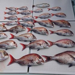 フィッシングボートACE（エース） 釣果