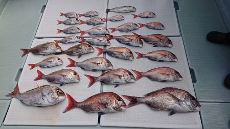 フィッシングボートACE（エース） 釣果