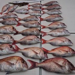 フィッシングボートACE(エース) 釣果