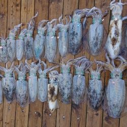 フィッシングボートACE(エース) 釣果