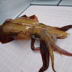 フィッシングボートACE(エース) 釣果