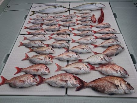 フィッシングボートACE（エース） 釣果