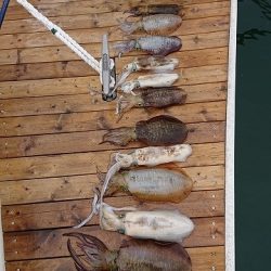 フィッシングボートACE(エース) 釣果