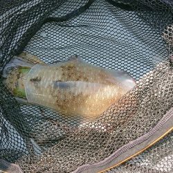 フィッシングボートACE（エース） 釣果