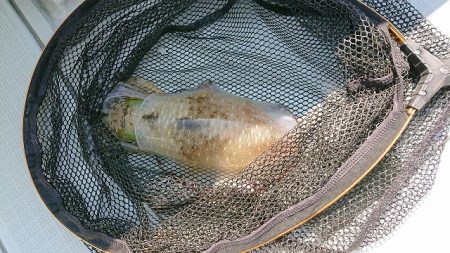 フィッシングボートACE（エース） 釣果