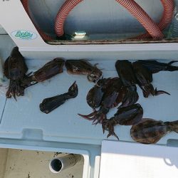 フィッシングボートACE（エース） 釣果